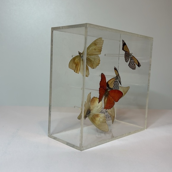 Vintage 1976 Signed Lucite Box Art / Real Butterflies / MCM Wall Decor - Picture 3 of 7